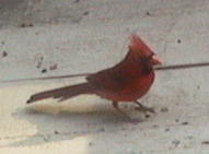 Cardinal on the Deck