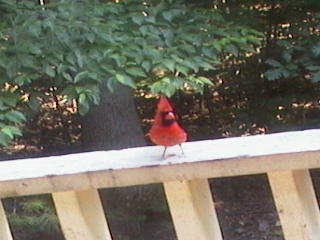 Cardinal on the Ledge
