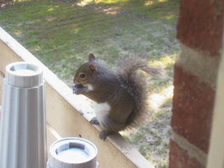 Cute Squirrel