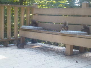 5 Squirrels