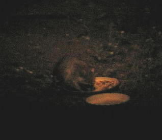 Raccoon Feeding off Scraps
