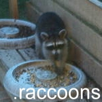 Raccoons are Tasty Critters