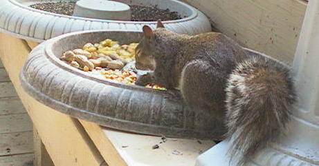 Squirrely looks Tasty