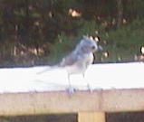 Tufted Titmouse