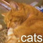 Sozo the Cat