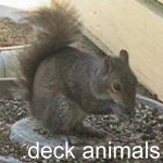 On the Deck