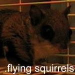 Flying Squirrel