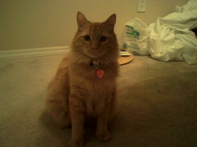 meow.jpg